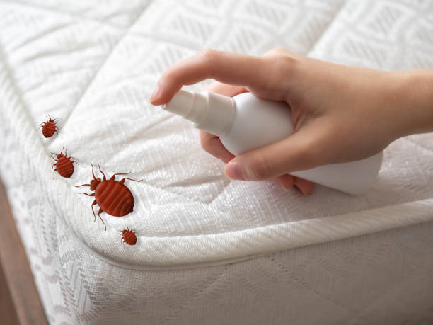 Best Affordable Pest Control Services  in Man, WV